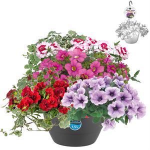Afbeelding van Hp27 multi Mix 03